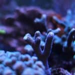 sps reef showing coral in aquarium