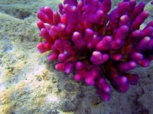 sps coral shown in ocean