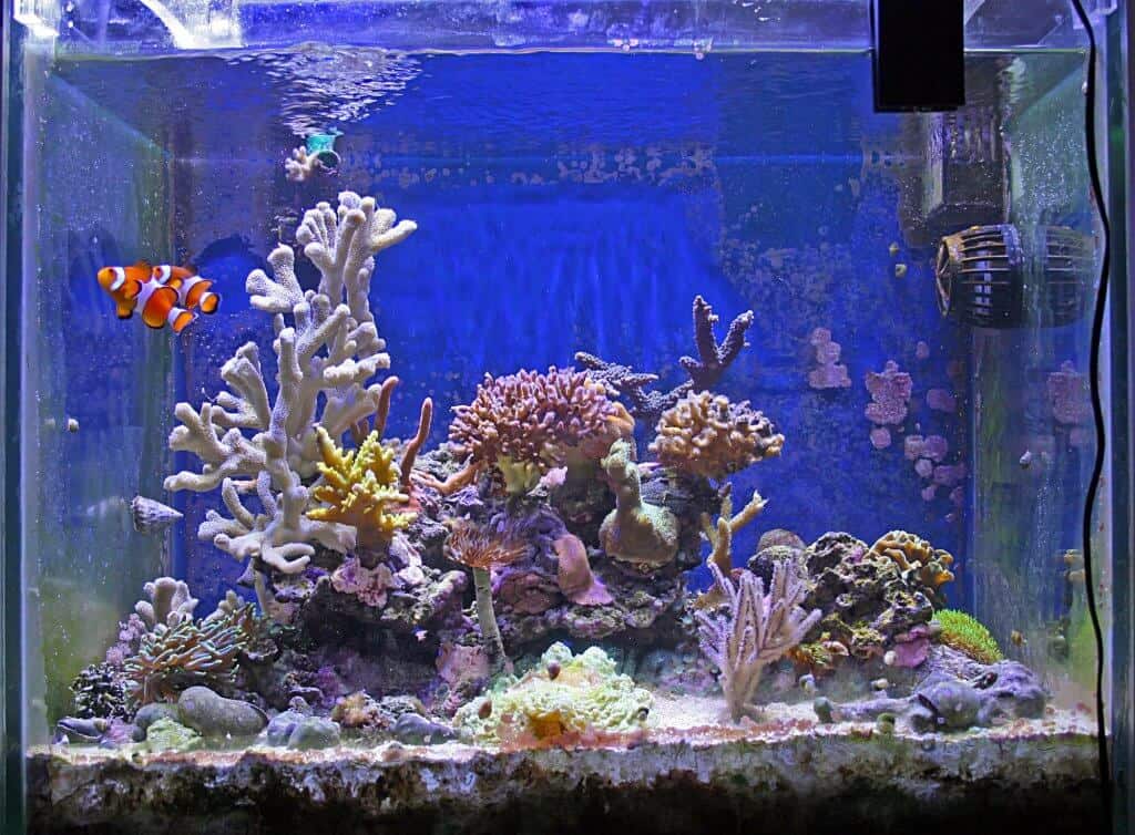 best nano aquariums