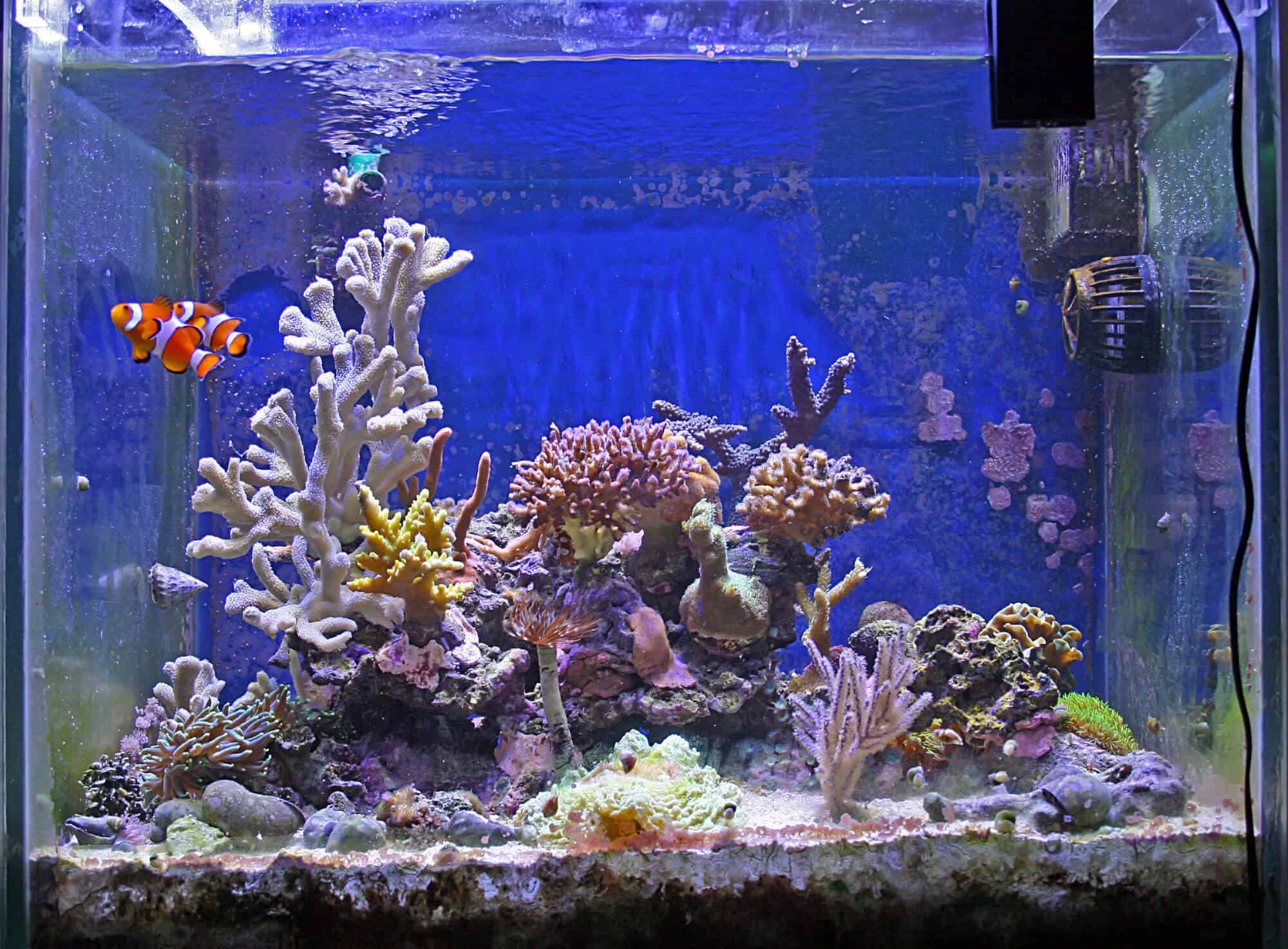 Top 10 Best Nano Aquariums [2021] Complete Buying Guide