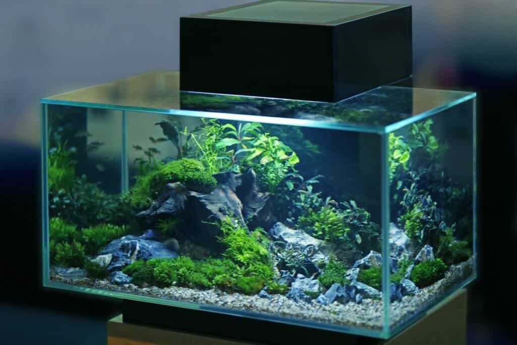 medium size fish tank