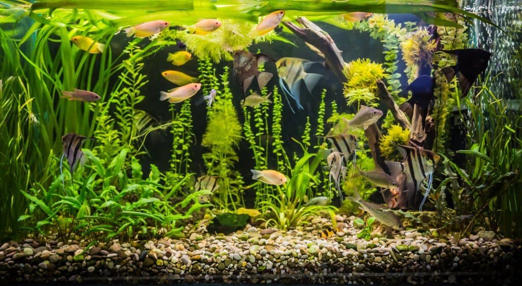 how to stock a freshwater aquarium