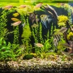 how to stock a freshwater aquarium