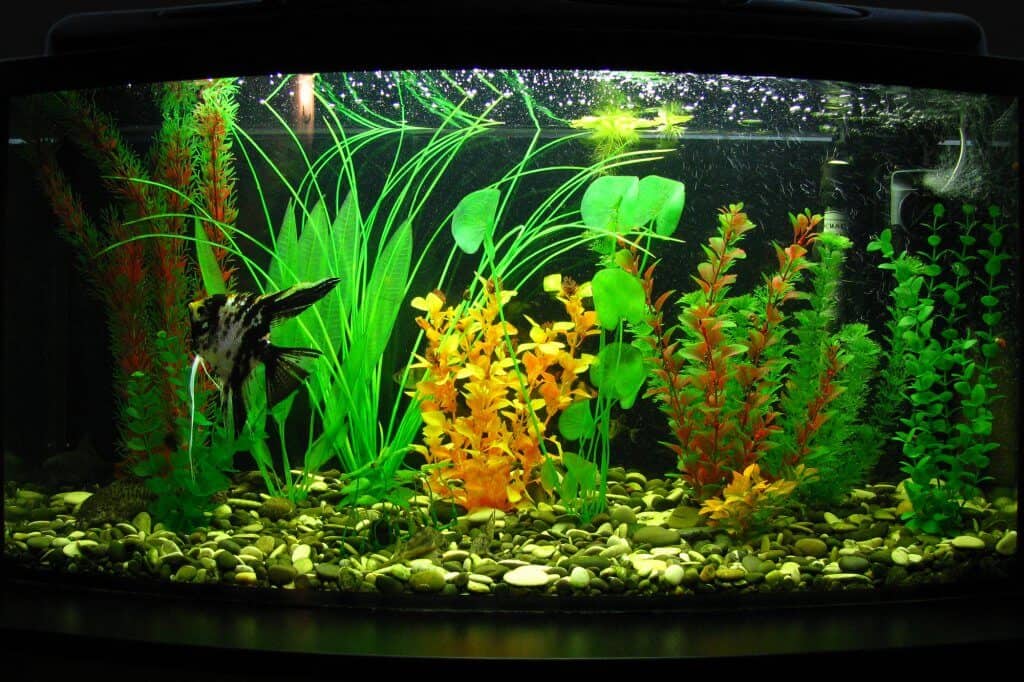 best bowfront aquarium