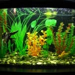 best bowfront aquarium