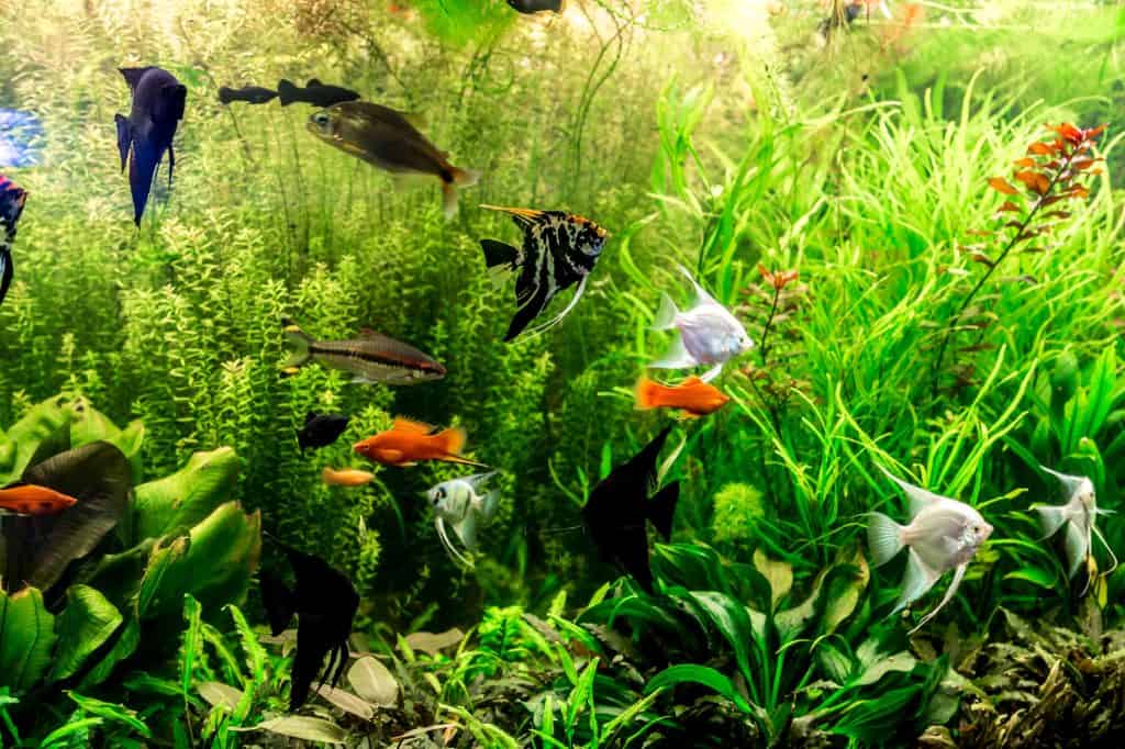 fish species for self cleaning aquarium