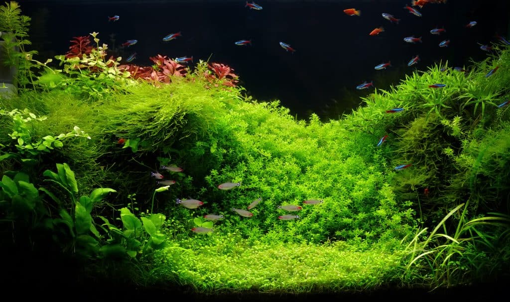 low light aquarium plants