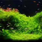 low light aquarium plants