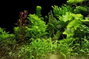 low light aquarium plants in tank