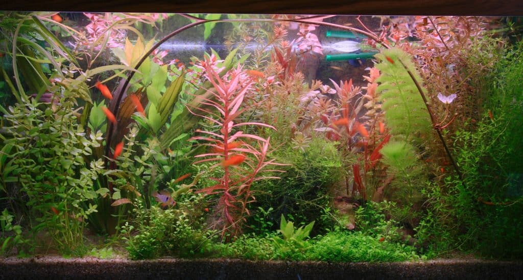 fragment of aquarium full of water plants