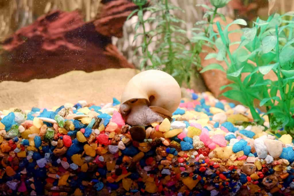 snail in aquarium gravel