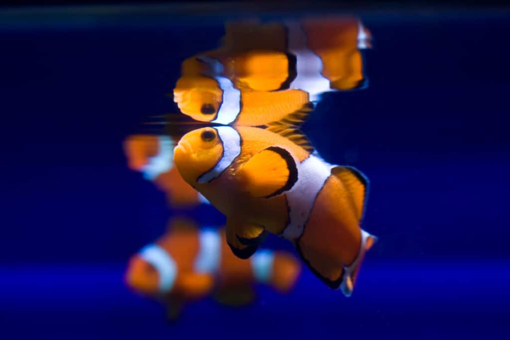 Funny klownfishe (Amphiprioninae)