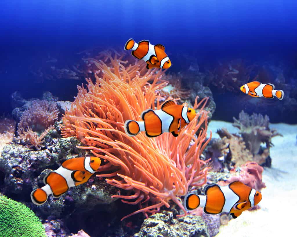 Sea anemone and clown fish in ocean