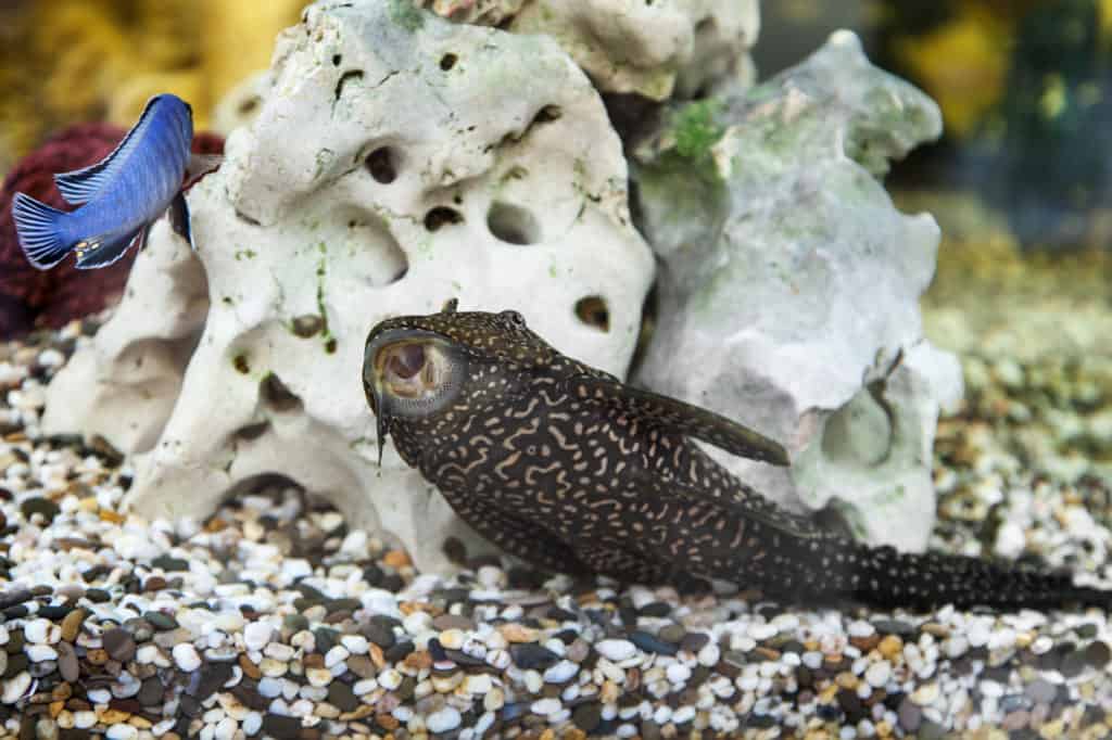 Aquarium Catfish, Hypostomus plecostomus, on a background of stone