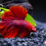 Close up of Red Siamese fighting fish in a fish tank