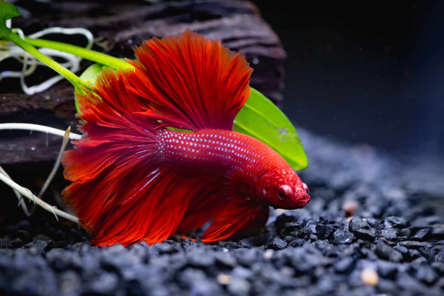Top 10 Best Fish for A 1Gallon Tank (Updated 2021)