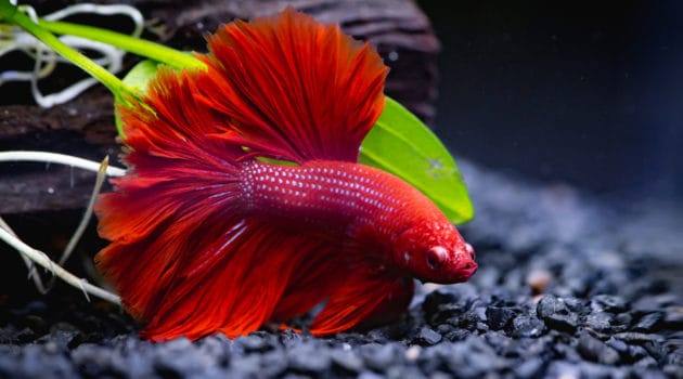 Close up of Red Siamese fighting fish in a fish tank