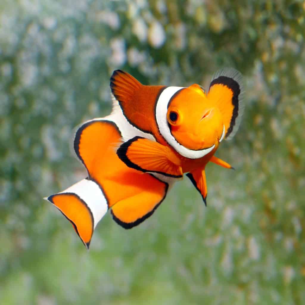 clownfish swimming