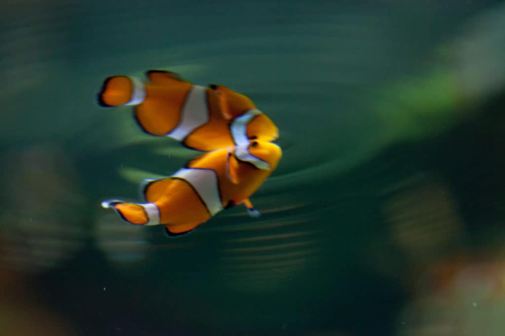 Clownfish in an aquarium