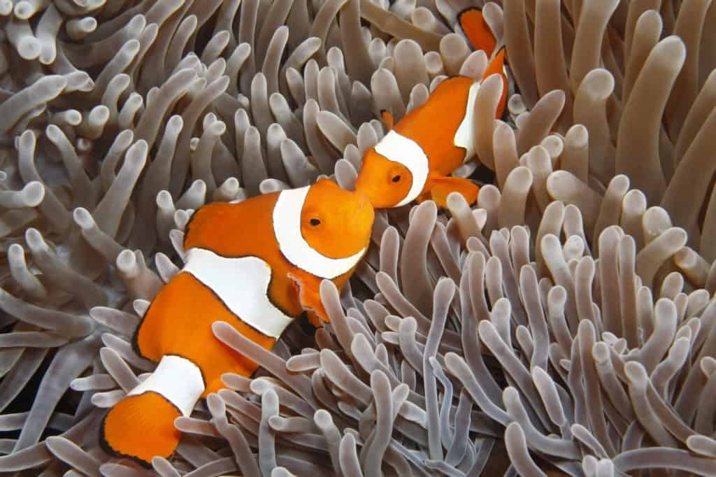 A pair of Clown Anemonefish, Amphiprion percula, in their Sea Anemone. Uepi, Solomon Islands. Solomon Sea, Pacific Ocean