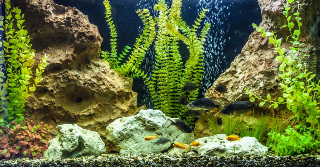 A green beautiful planted tropical freshwater aquarium with fishes