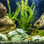 A green beautiful planted tropical freshwater aquarium with fishes