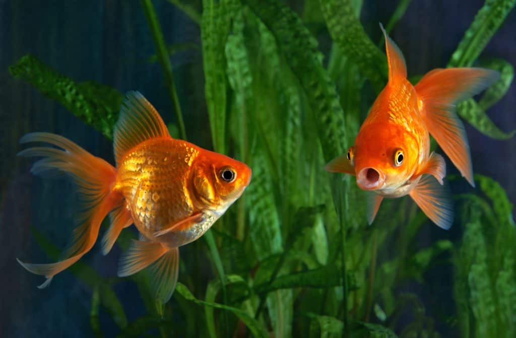 Goldfish, aquarium, a fish on the background of aquatic plants