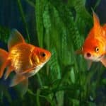 Goldfish, aquarium, a fish on the background of aquatic plants
