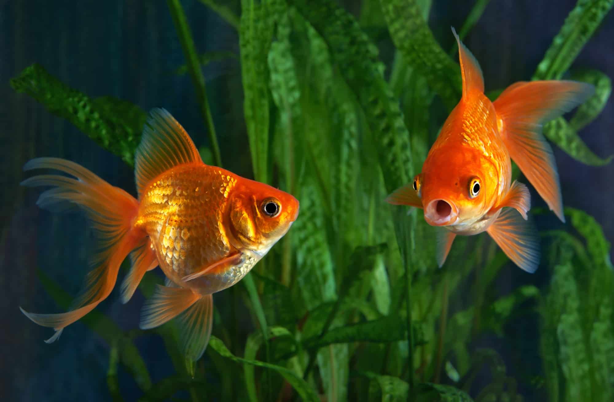 Do Goldfish Eat Each Other? (Everything To Know)