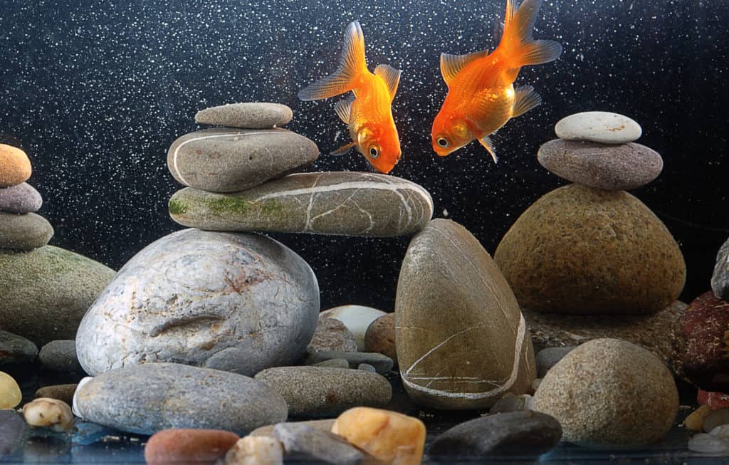 goldfish eating on rocks