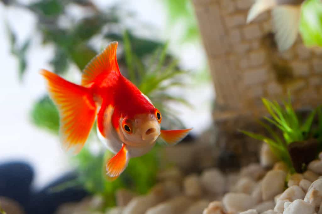 goldfish sucks a rocks in the aquarium