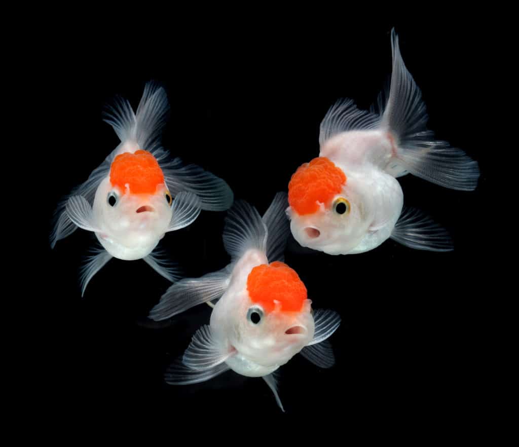 goldfish on black background