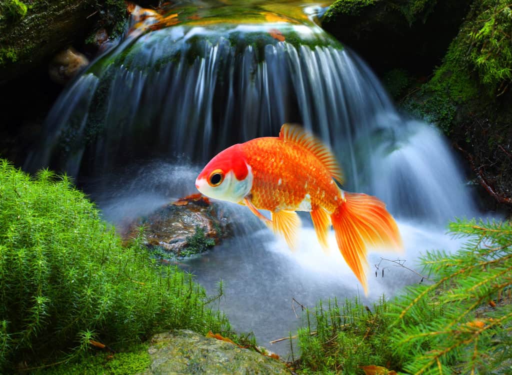 goldfish swimming