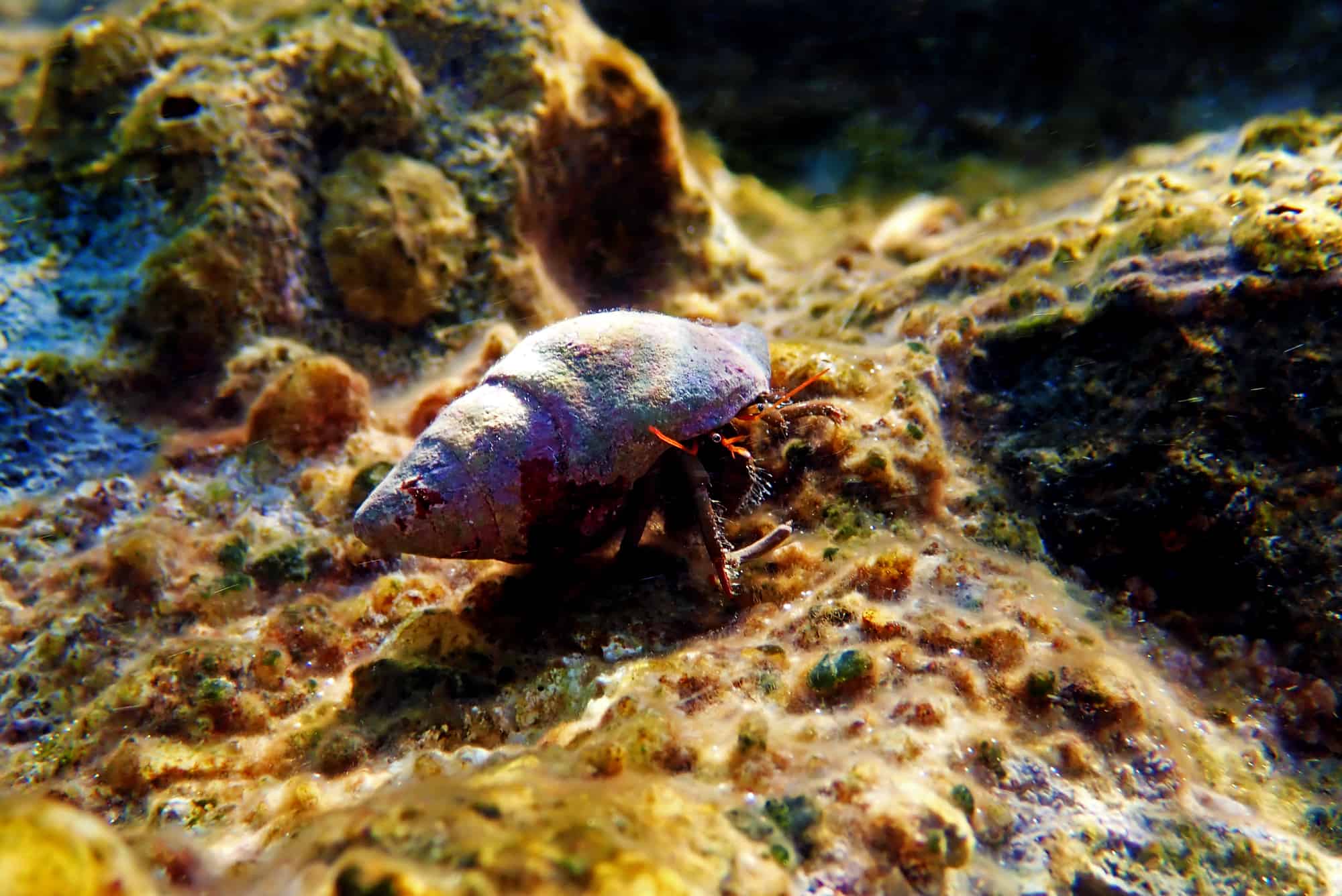 How Many Hermit Crabs Per Gallon? (Complete Guide)