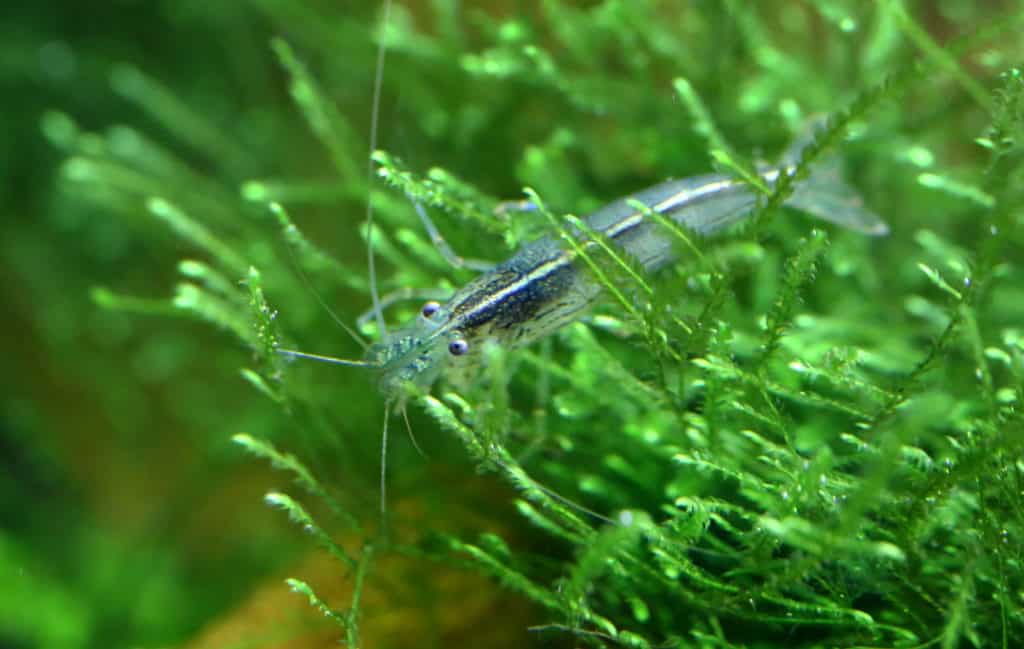 Amano shrimp