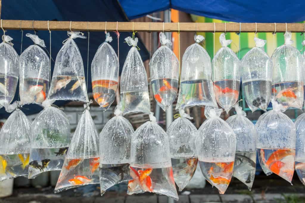 Aquarium fish in plastic bags