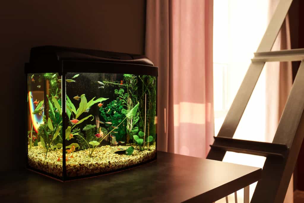 Beautiful aquarium on table in room