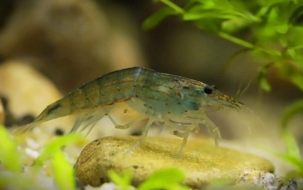 Amano shrimp