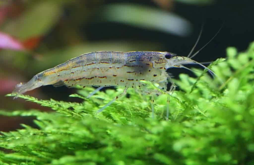 Amano shrimp