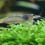 Amano shrimp