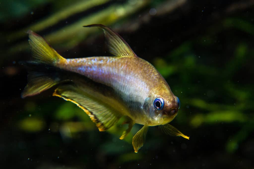 Emperor Tetra Fish (Nematobrycon palmeri)