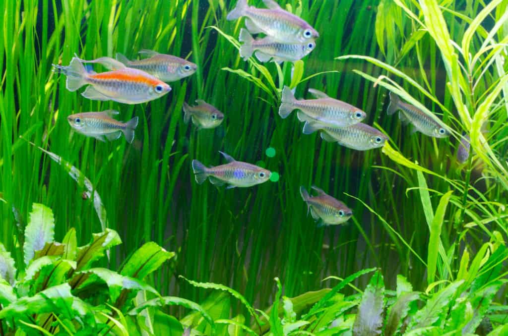 Fish-Common Congo Tetra