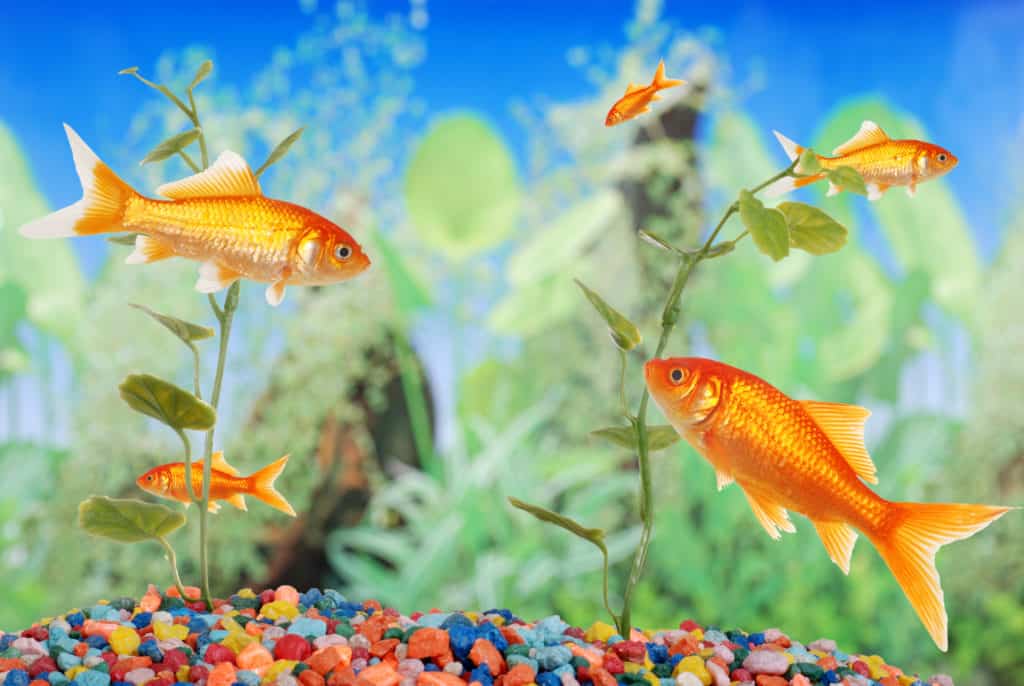 Fishtank with goldfish