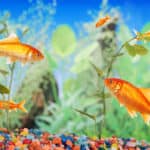 Fishtank with goldfish