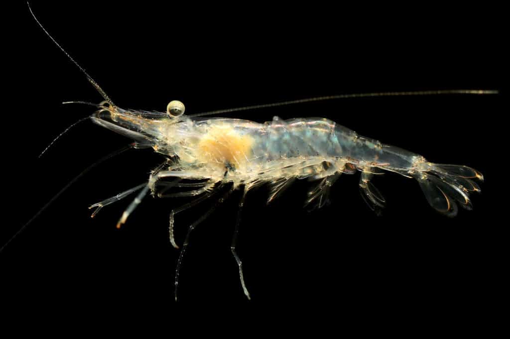 Freshwater Ghost Shrimp