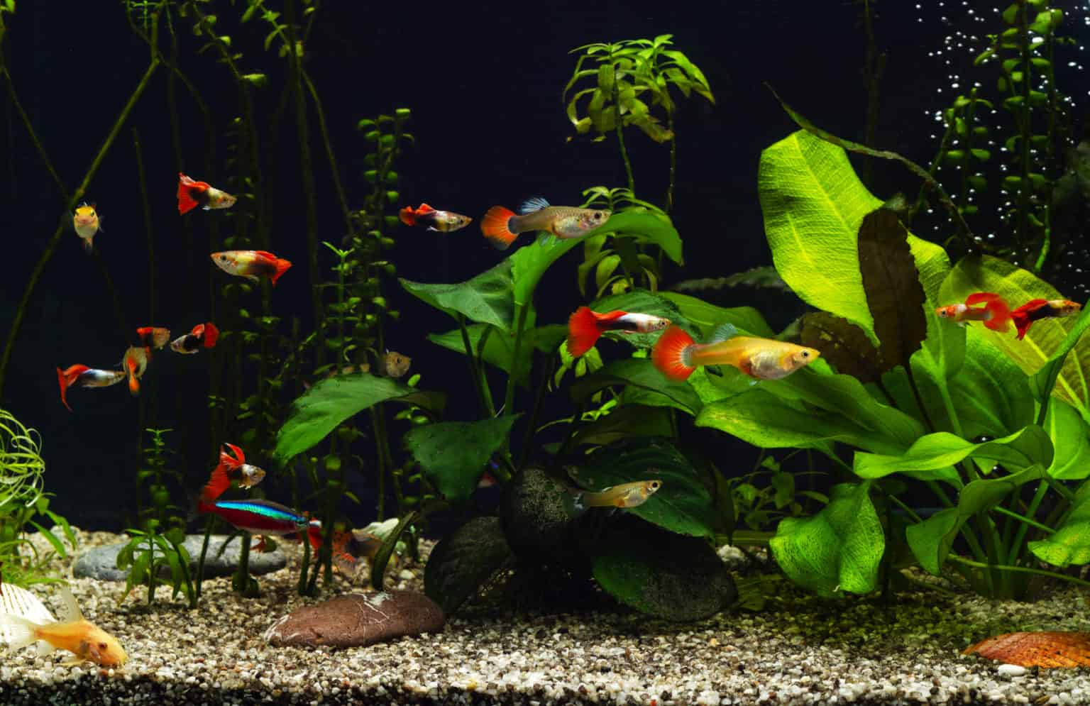 Water Temperature for Guppies (What Is Ideal?)