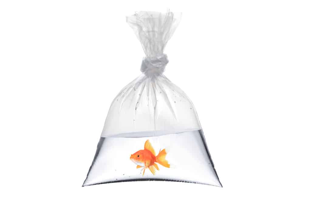 A view of a golden fish in a bag