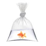 A view of a golden fish in a bag