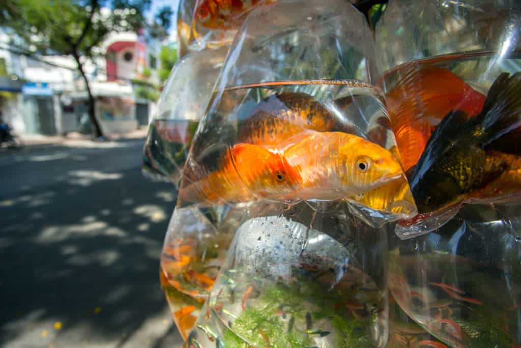 Golden fish in the plastic bag