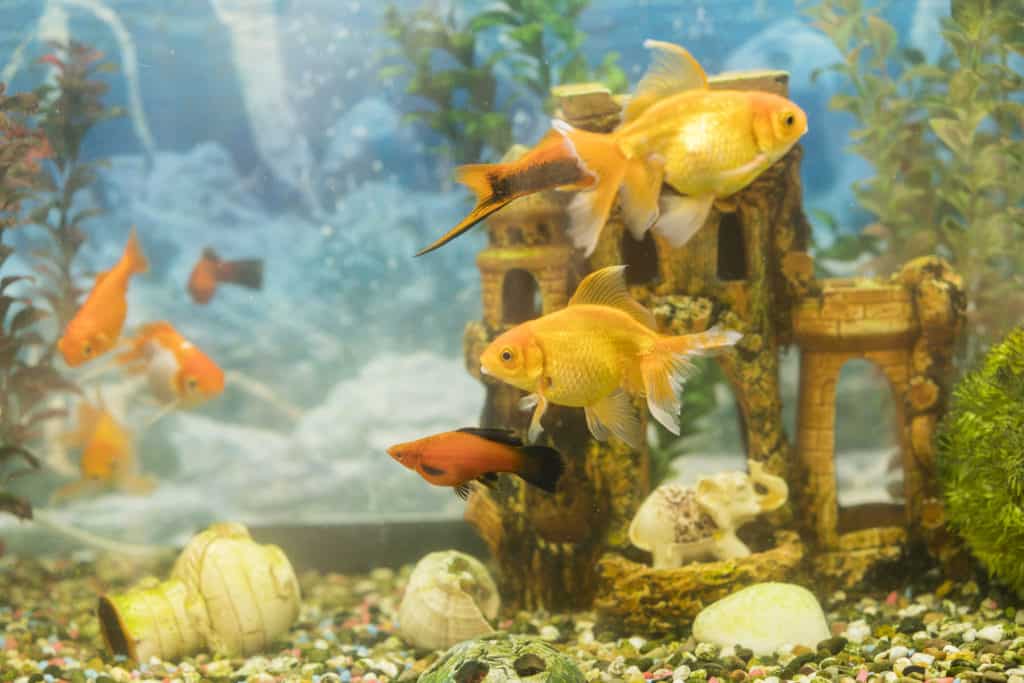 Goldfish in freshwater aquarium with green beautiful planted tropical. fish in freshwater aquarium with green beautiful planted tropical.